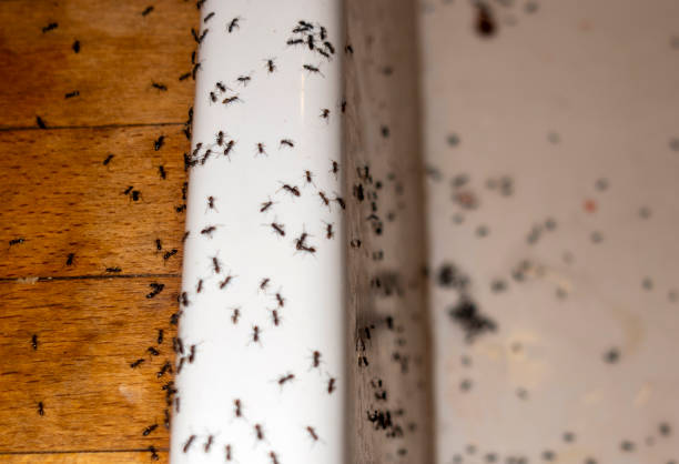Best Pest Prevention Services  in Medina, OH